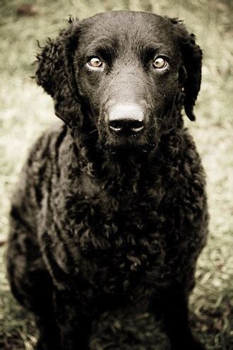 Choose your ideal dog breed based on your lifestyle preferences. Curly Haired Dog Breeds