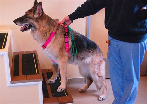 Physical Therapy Helps Mans Best Friend The Washington Post