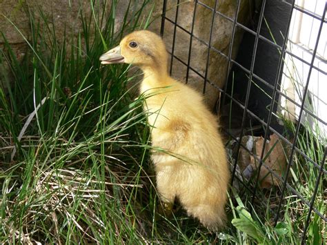Duckling Breed Pictures Backyard Chickens Learn How To Raise Chickens