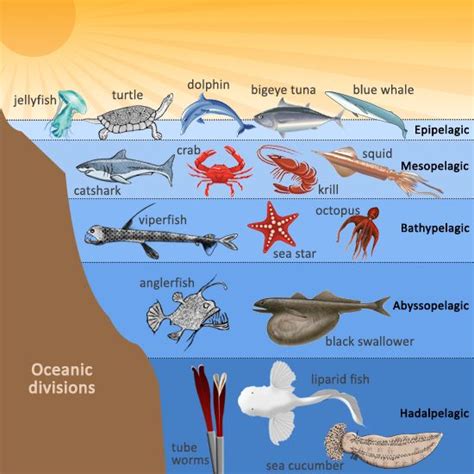 Understanding The Ocean Ecosystem Ocean Zones Ocean Ecosystem