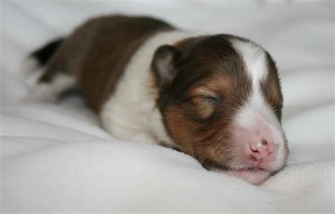 Newborn Bloodhound Puppies Lunawsome