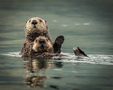 10 Interesting Facts About Sea Otters - A-Z Animals