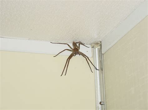 thanks for the picture i didn t need to sleep tonight spider large spiders giant spider