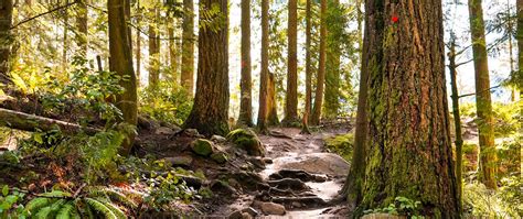 Download Wallpaper 2560x1080 Forest Path Trees Pine Stones Dual