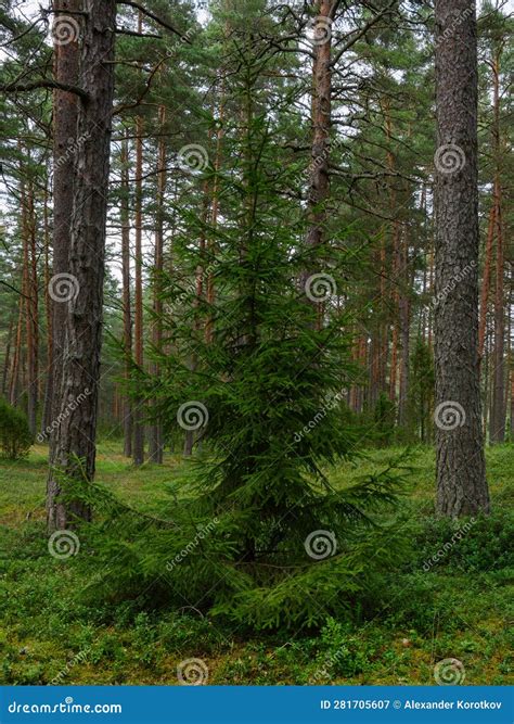 Slender Spruce Surrounded By Tall Pines Stock Image Image Of Nature