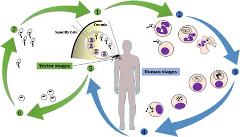 Life Cycle Of Leishmania Parasite The Causative Agent Of Download Scientific Diagram