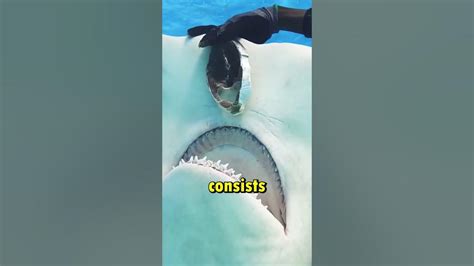 Do Hammerhead Shark Attack Humans Shorts Youtube