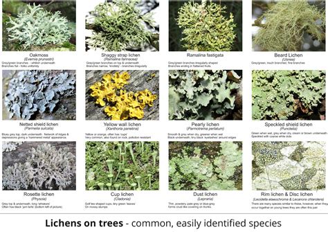 Introduction To Lichens