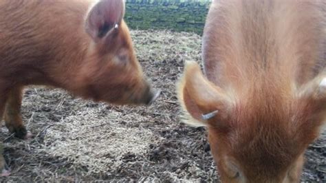 Did you scroll all this way to get facts about notched ear cat? Ear tagging pigs - what's all the fuss about? - Small Plot ...