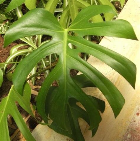 Never use spray leaf shine; Monstera deliciosa (Ceriman, Swiss Cheese Plant, Monster ...