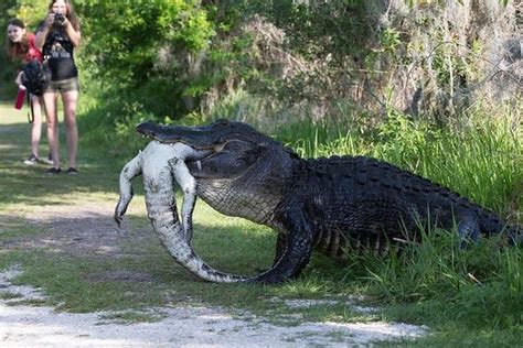 Create Meme Alligator Crocodile The Biggest Crocodiles In The World