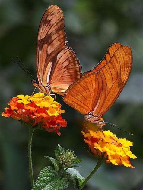 Pin By Ineke Norbruis On Vlinders Butterfly Pictures Beautiful
