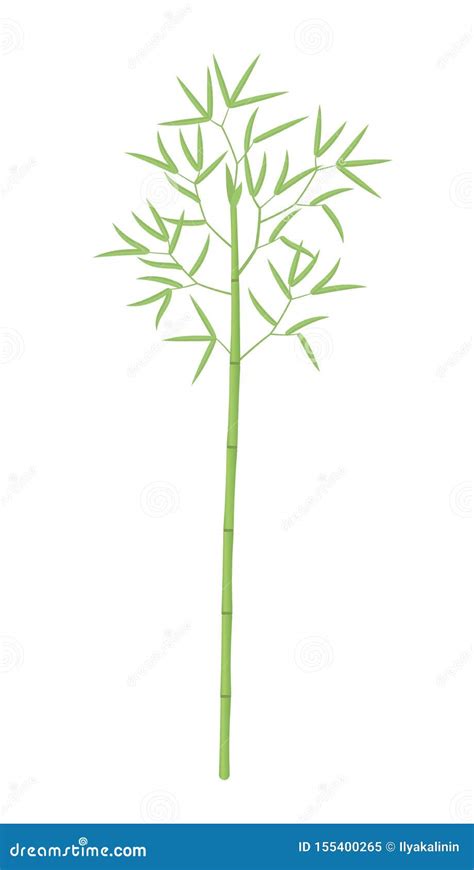 Plante De Bambou Bambou Ou Bambusa Un Arbre Feuilles Et Tiges Vertes De