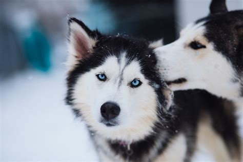 White Wolf 15 Animal Couples That Prove True Love Exists In The