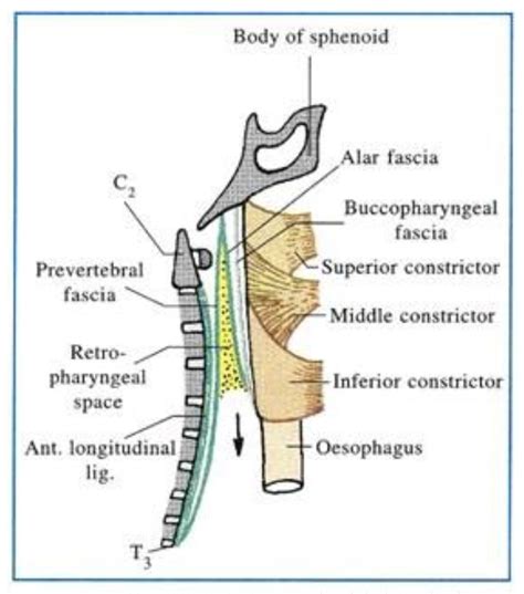 Head And Neck Anatomy Deep Cervical Fascia Fascia Colli