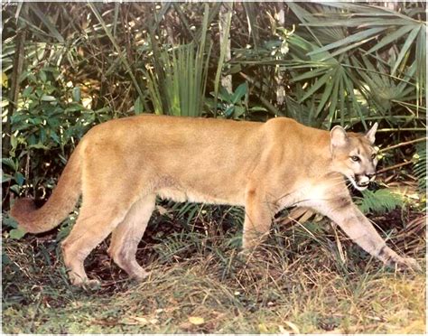 Local Accounts Of The Florida Panther St Lucie Riverindian River