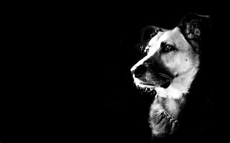 Black And White Animal Wallpaper 67 Pictures