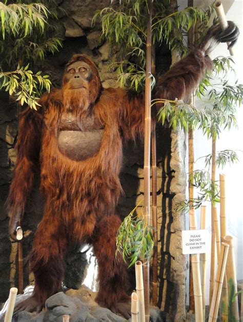 Gigantopithecus A 9 Ft Tall Nearly 700 Lb Gorilla Was The Largest