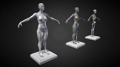 Female Planar Anatomy 3d Model By Crazygoat3d Fef13ff Sketchfab