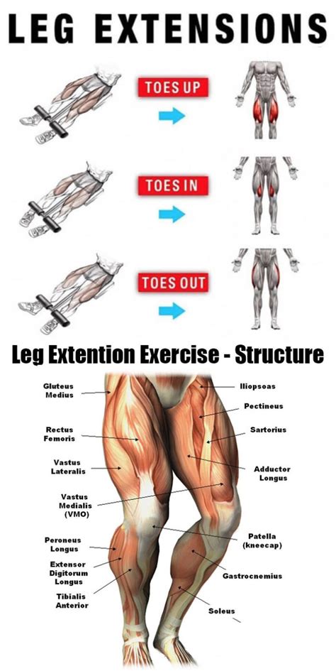 Muscles Of The Legs Quads And Calves Guide
