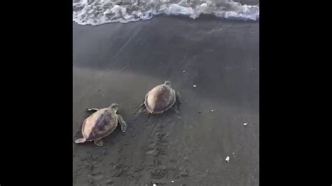 Juvenile Green Sea Turtle Release Youtube