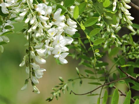 Free Picture Black Locust Flowers Cascading Branch