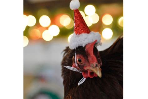 You Can Now Buy Mini Santa Hats For Chickens This Christmas Better