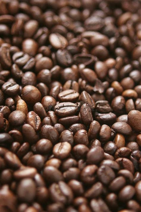 Grains Of Roasted Cuban Coffee In A Pan Stock Photo Image Of Black