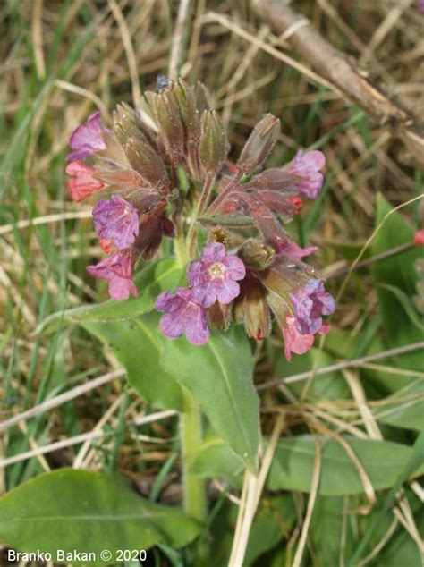 Pulmonaria stiriaca (sq) especie de planta (es); Mehkodlakavi pljučnik - Urbanatura