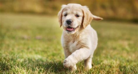 Best food for active golden retrievers: How Much To Feed A Golden Retriever Puppy | 4 Week - 6 ...