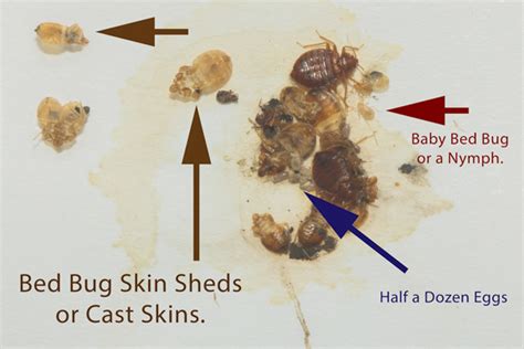 Bed Bugs Pictures And Videos How They Look Like Qpm