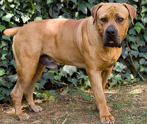 21 Dog Breeds With Largest Brain Brain To Body Ratio Zooawesome