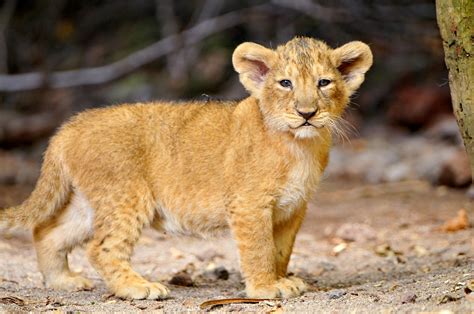 Thats A Cute Little Lion Cub Yes First Picture Of The L Flickr