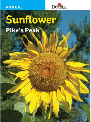 Burpee Pikes Peak Sunflower Seeds Yellow 1 Count Fred Meyer