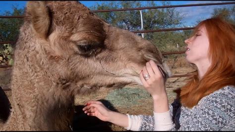 Takeshi looks like her former pet momo and sumire offers to let takeshi live in her home as her pet. My pet camels جمل - YouTube