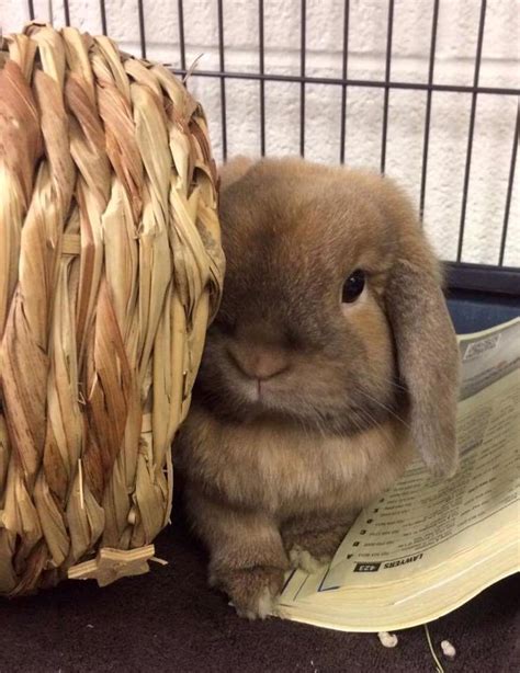 New Rabbit Adoption Information Alexandria Animals