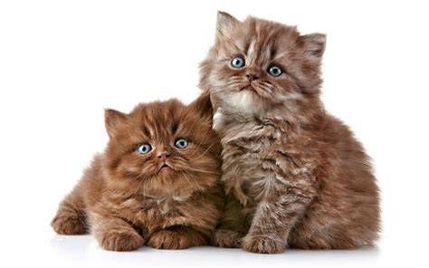 Download Wallpapers Little Kittens British Semi Longhair Kitten Cats