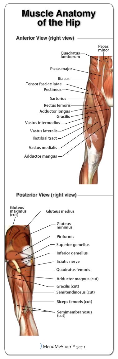 Anatomy Of The Hip Joint