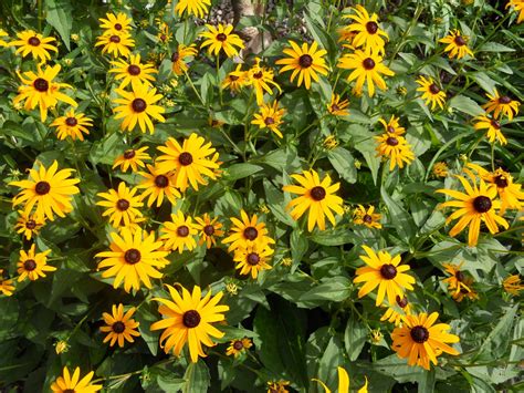 Days View Photo 202 Rudbeckia