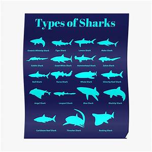 Quot Types Of Sharks Shark Chart Quot Poster By Banwa Redbubble