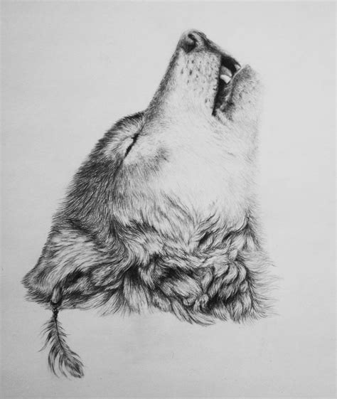 Wolf Pencil Sketch At Explore Collection Of Wolf Pencil Sketch