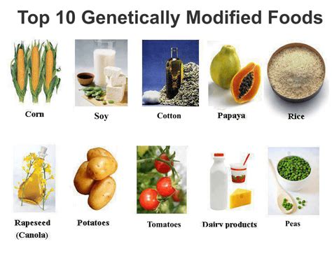 According to the national library of medicine (part of the national center. Genetically modified foods in our daily meals, let us ...