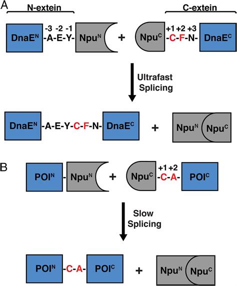 A Promiscuous Split Intein With Expanded Protein Engineering