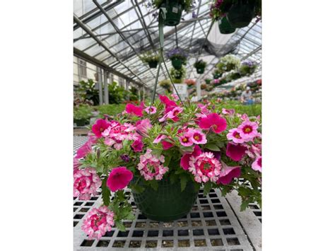 Impatiens Blooming Annual Stranges Florists Greenhouses And Garden