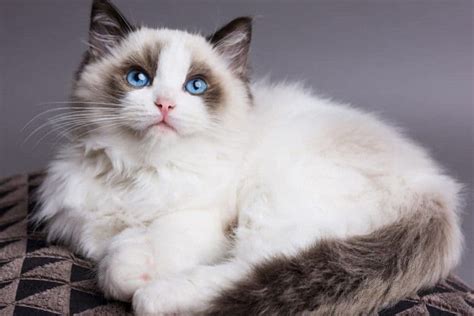 Ragdoll Cat The Perfect Blend Of Beauty And Sweetness