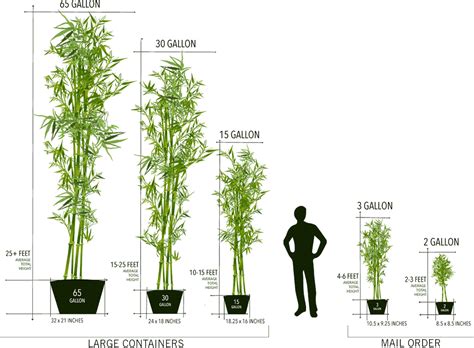 Learn how to plant, pruning, care and more such as compost type. Large Bamboo for Freight Delivery - Lewis Bamboo