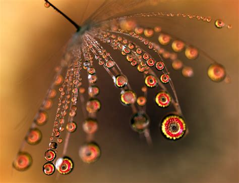 Macro Photography Reveals Water Droplets As Miniature Works Of Art Macro Photography Tips Types