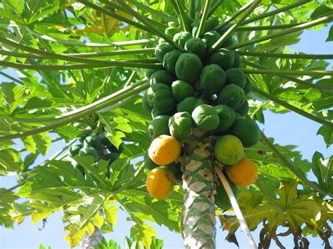 7 Beneficios De La Papaya Probados Por La Ciencia