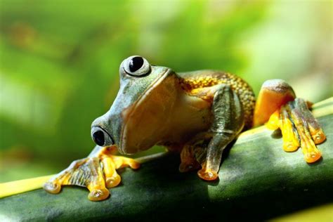 Petition Protect Frogs Around The World From Extinction Focusing On