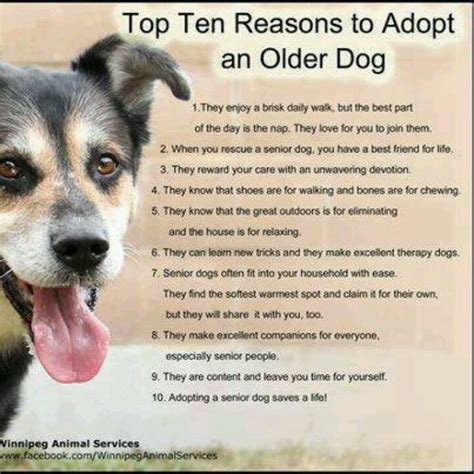 Adopt An Older Dog Senior Dog Senior Dogs Quotes Dogs